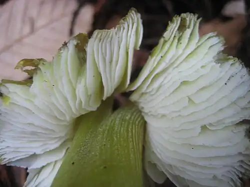 Close view of the stem apex and gills