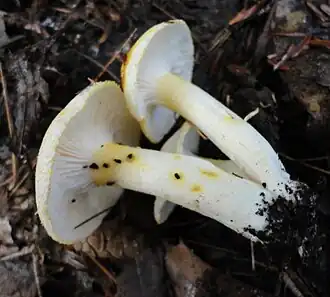 H. chrysodon