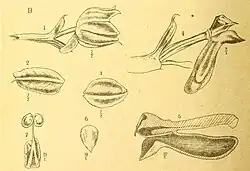 Botanical illustration of Hymenorchis javanica