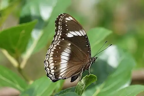 Ventral view (male)