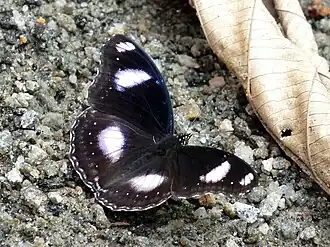 Dorsal view (male)