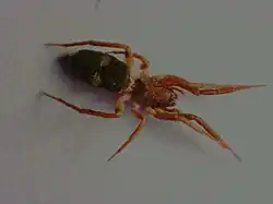 A female Ibala minshullae in Shangani, Zimbabwe