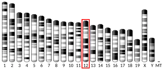 Chromosome 12 (mouse)