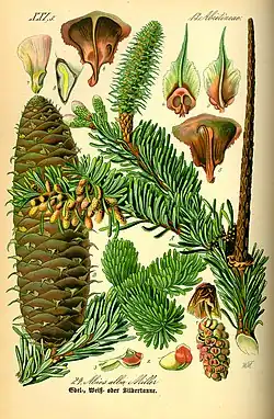 Image 7Buds, leaves and reproductive structures of white fir, Abies alba (from Tree)