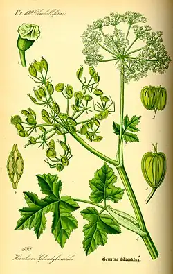 Example of a heart-shaped mericarp fruit in a plant (Heracleum sphondylium) belonging, like the unidentified silphium, to the parsley family, Apiaceae