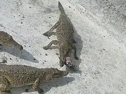 Crocodile farm in Zapata