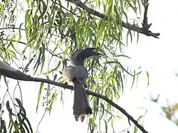 Indian Grey Hornbill from the campus.