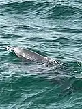 Blowhole of an Indian Ocean Humpback Dolphin visible on the surface