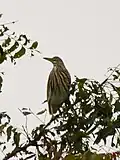 Indian pond heron, Jan '21