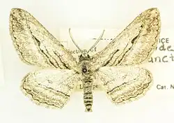 Colour photo of an Iridopsis sanctissima specamine as seen from above