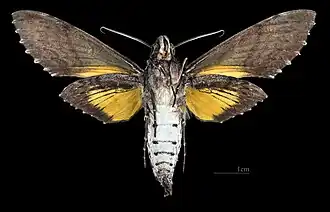 Isognathus excelsior ♂ △