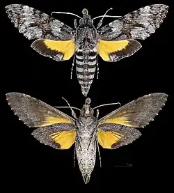 Isognathus menechus
