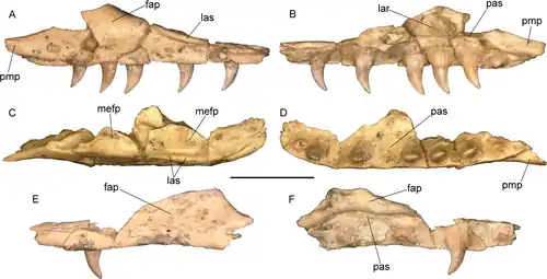 Maxilla