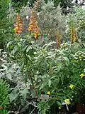 Digitalis (Isoplexis) canariensis