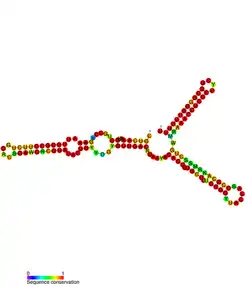 istR Hfq binding RNA: Predicted secondary structure taken from the Rfam database. Family RF01400.
