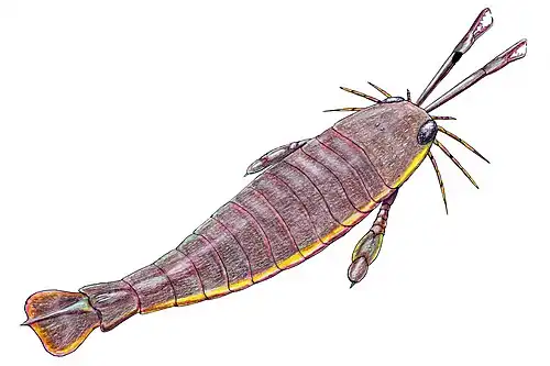The largest known arthropod, the sea scorpion Jaekelopterus rhenaniae, has been found in estuarine strata from about 390 Ma. It was up to 2.5 m (8.2 ft) long.[278][279]