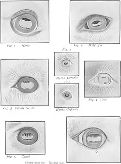 Horse, ass, gazelle, goat, hyrax, camel, llama.