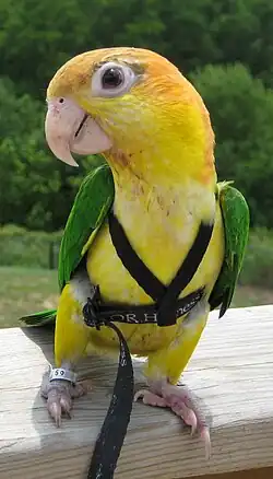 Parrot
