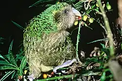 Kākāpō feeding on poroporo fruit