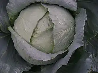 Kaynarca cabbage