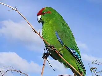 A small green parrot with blue tail feathers and red colouration on its head