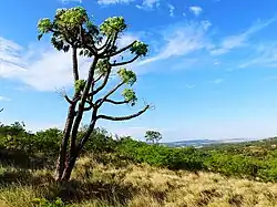 A young kiepersol in the Klipriviersberg Nature Reserve