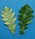 Leaves of a 'Nadler' cultivar