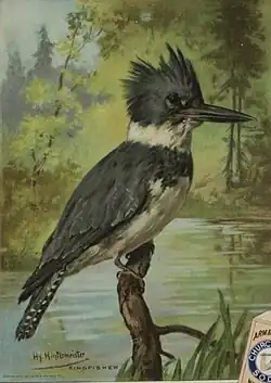 1908, Kingfisher. Published by Church and Dwight.