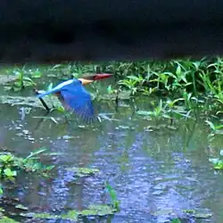 A Stork-billed Kingfisher with blue plumage in central Kerala.