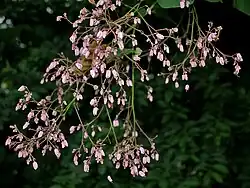 Budding inflorescence