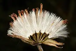 Detail of fruiting head
