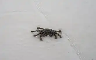 crab on Saracen Bay Beach