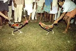 A cockfight