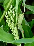 Fourth instar nymph photographed near Gnibi, Senegal