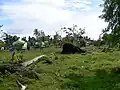 Fallen trees after hurricane Felix in Krukira, October 2008