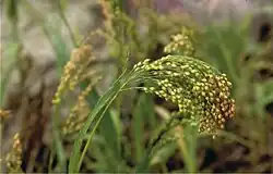 A head of millet, with each seed on a separate strand