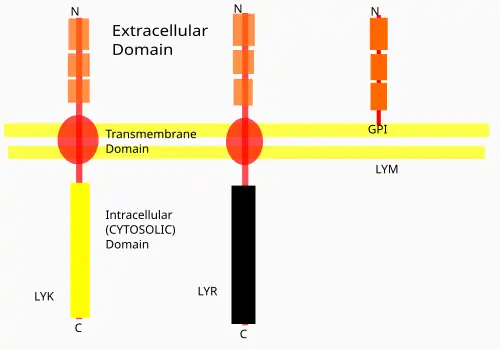 Different families of LYSM Receptors
