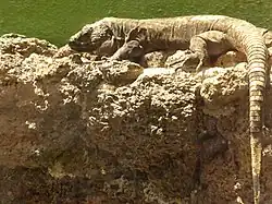 Gallotia simonyi machadoi