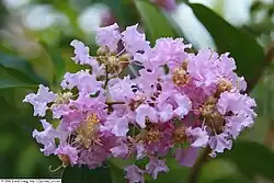 'Muskogee' cultivar flowers