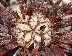 Tegmen of a Lamprometra palmata. The mouth is located at the center of the 5 feeding grooves, and the anus at the top of the column.
