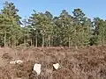 Moorland and Scots pines in the national forest, north of Poteau Ste-Marguerite, plot 162