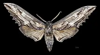 Male Langia zenzeroides nawai