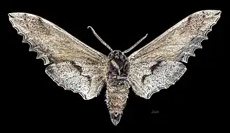 Male Langia zenzeroides nawai underside