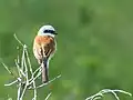 Male red-backed shrike in Sharr mountains