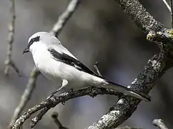 Great grey shrike, Bogesund, Vaxholm, Stockholm