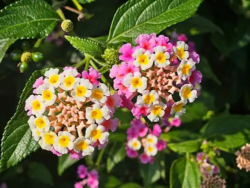 Lantana camara L., Azores