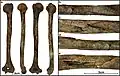 Burial 11 - Perimortem fracture of humerus