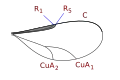 Lasiopterini wing veins