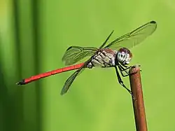 Male viewed from the side