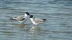 Laughing gulls